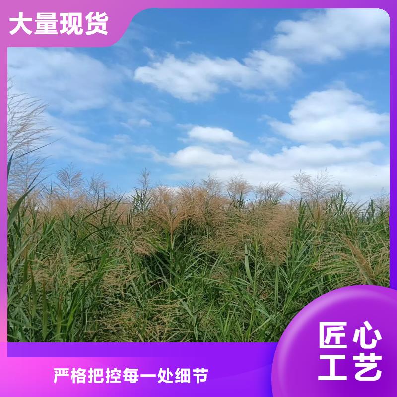蘆葦苗與蘆葦種子工廠價格及園林綠化應用指南