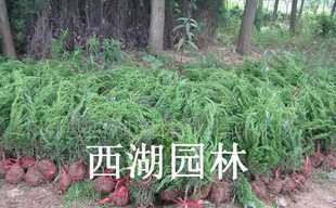 園林綠化主力花木 紅葉小檗、金葉女貞、瓜子黃楊與龍柏的全解析