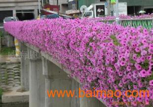 立體綠化產品 花盆、花架、花柱與花墻的多彩世界
