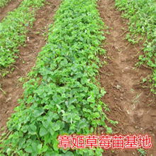 美姑縣草莓苗市場分析 甜查理品種價格與批發報價探討