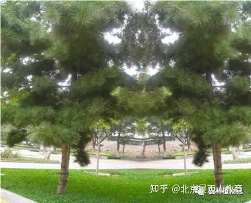 北方園林綠化常用喬木總述
